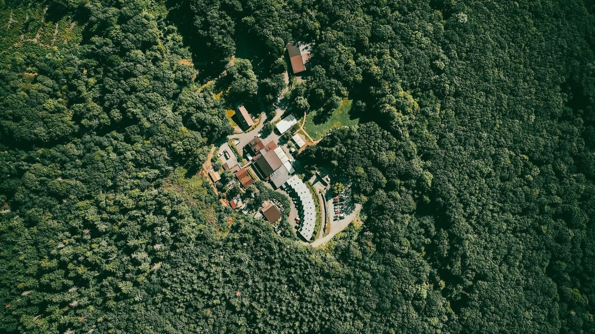 2025 vue au coeur de la forêt